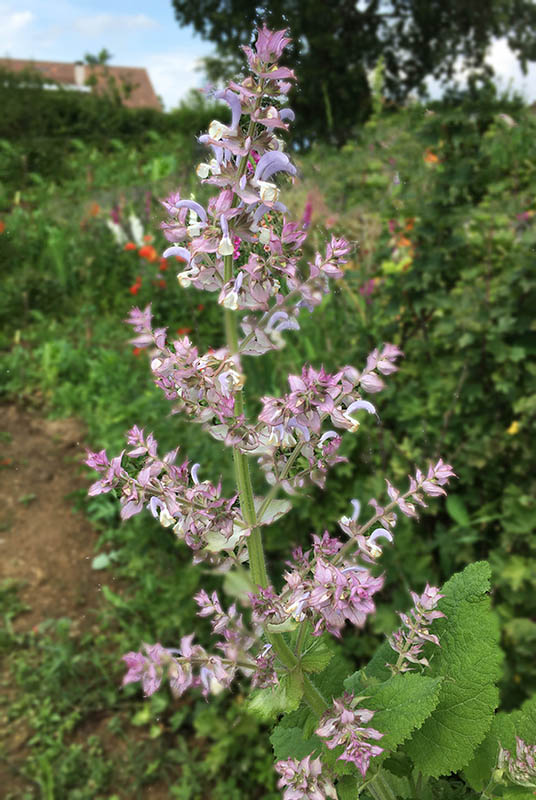 Salvia sclarea